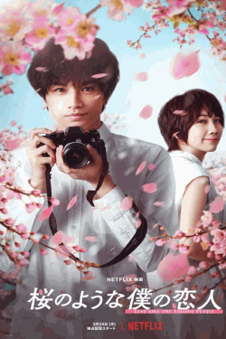 [DVD] 桜のような僕の恋人