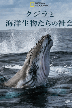 [DVD] クジラと海洋生物たちの社会